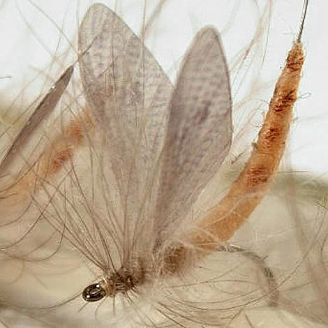 Mayfly Wings - Hemingway's | Fly Tying Boutique