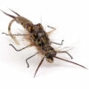 Pro Stonefly Nymph Backs