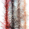 Caddis Legs - Jan Siman / Oliver Edwards