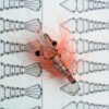Shrimp Foils - Fly People