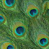 Peacock Herl / Eyes