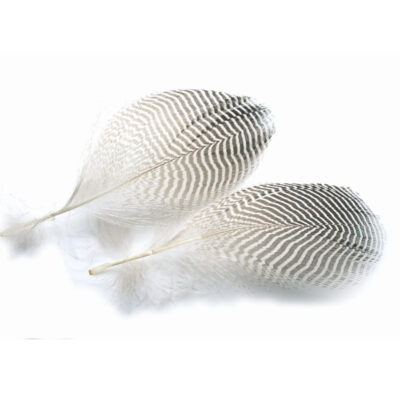 Teal Flank Feathers