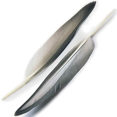 Mallard Wing Quills – Grey