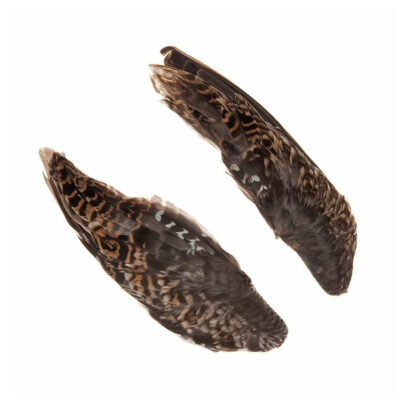Common Snipe – Wings
