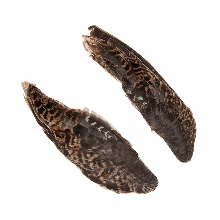 Common Snipe - Wings - Image 2