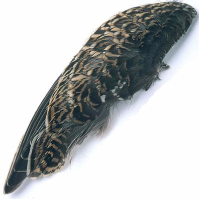 Common Snipe – Wings